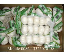 5.0cm Pure White garlic