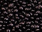 Black Bean Extract