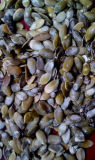 Snow White Pumpkin Seeds Kernel