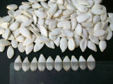 Snow White Pumpkin Seeds