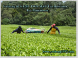 Petrol Tea Picker Two-Man Operated