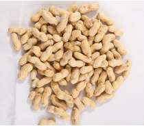 Ground Nut Rawpeanut in Shell Ex-Factory Price